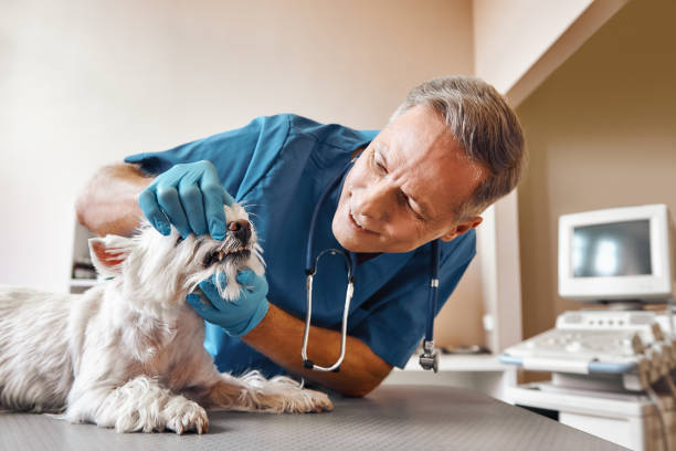 Best Emergency Dental Services for Seniors in USA